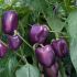 Pepper Tequila | Pack of 3 Garden Ready 6cm Peat Pots