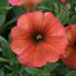 Petchoa BeautiCal Cinnamon| 5 Large Plug Plants