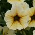 Petchoa BeautiCal French Vanilla| 5 Large Plug Plants