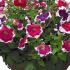 Petunia  Hulahoop Mixed | Tray of 40 Plug Plants