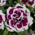 Petunia Tumbelina Bella | 5 Large Plug Plants