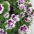 Petunia Tumbelina Bella | 5 Large Plug Plants