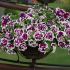 Petunia Tumbelina Bella | 5 Large Plug Plants