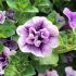 Petunia Tumbelina Priscilla | 5 Large Plug Plants