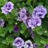 Petunia Tumbelina Priscilla | 5 Large Plug Plants