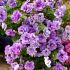 Petunia Tumbelina Priscilla | 5 Large Plug Plants