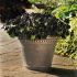 Petunia Black Velvet | 5 Large Plug Plants