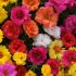 Portulaca Sunseeker | Tray of 40 Plug Plants