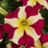 Petunia Amore Queen of Hearts | 5 Large Plug Plants