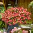 Petunia Amore Queen of Hearts | 5 Large Plug Plants