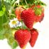 Strawberry Summer Breeze Snow | 5 Large Plug Plants