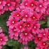 Verbena Showboat Magenta (Spreading) | 5 Large Plug Plants