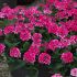 Verbena Showboat Magenta (Spreading) | 5 Large Plug Plants