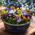 Viola Sorbet Mixed (Autumn and Winter Flowering) | Tray of 20 Plug Plants