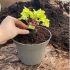 Recyclable Taupe-Grey 2Ltr  Plastic Plant Pots | Pack of 100