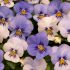 Viola Sorbet Yesterday, Today & Tomorrow | Tray of 350 Plug Plants
