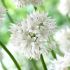 Allium âGraceful Beautyâ | 10 Bulbs Per Pack