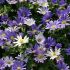 Anemone Blanda 'Mixed' | 10 Bulbs Per Pack