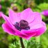 Anemone Da Caen 'Sylphide' | 20 Bulbs Per Pack