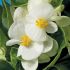 Begonia Heaven White | Tray of 350 Plug Plants