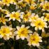 Bidens Golden Eye | 5 Large Plug Plants