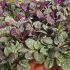 Ajuga Burgundy Glow | Pack of 3 Garden Ready 6cm Peat Pots