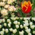 Pastel Colour Tulip Flowerbulb Collection | 18 Bulbs Per Pack