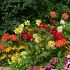 Dahlia Figaro Mixed | Tray of 40 Plug Plants
