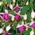 Fuchsia La Campanella (Trailing) | 5 Large Plug Plants