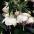Fuchsia Trudi Davro  (Trailing) | 5 Large Plug Plants