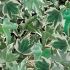 Hedera helix Silver Trailing Ivy | Tray of 42 Large Plug Plants