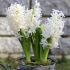 Hyacinthus Bedding 'Carnegie' | 3 Bulbs Per Pack