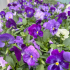 Pansy Matrix Lavender Shades | Tray of 10 x 5cm Garden Ready Plants