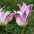 Tulip Lily Flowering âElegant Ladyâ | 10 Bulbs Per Pack
