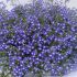Lobelia Trailing Sapphire | Tray of 350 Plug Plants