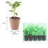 Osteospermum Senorita Linda  | 5 x 6cm Garden Ready Plant the Pot Bedding Plants