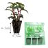 Helianthus (Sunflower) Sunbelievable Brown Eyed Girl | 3 Large Plug Plants