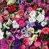 Petunia Eagle Mixed | Tray of 40 Plug Plants