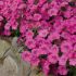 Petunia Eagle Pink | Tray of 40 Plug Plants