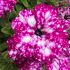Petunia Royal Sky | 5 Large Plug Plants