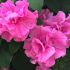 Petunia Tumbelina Candyfloss | 5 Large Plug Plants