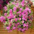 Petunia Tumbelina Candyfloss | 5 Large Plug Plants
