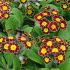 Polyanthus Victoriana Gold Lace | Tray of 230 Plug Plants