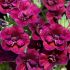 Calibrachoa Double Can Can Wine Red| 5 Large Plug Plants
