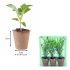 Mint Spear Mentha Spicta (Garden Mint) | Pack of 3 Garden Ready 6cm Peat Pots