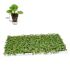 Begonia Heaven White | Tray of 350 Plug Plants