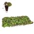 Polyanthus Victoriana Gold Lace | Tray of 230 Plug Plants