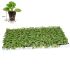 Begonia Heaven Rose | Tray of 350 Plug Plants