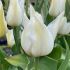 Tulip Lily Flowering âTres Chicâ | 10 Bulbs Per Pack