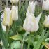 Tulip Lily Flowering âTres Chicâ | 10 Bulbs Per Pack